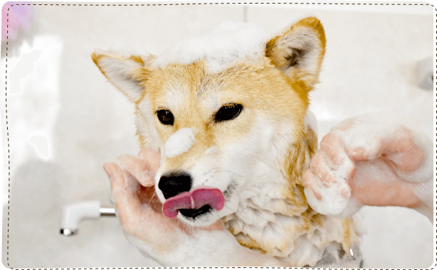 シャンプー